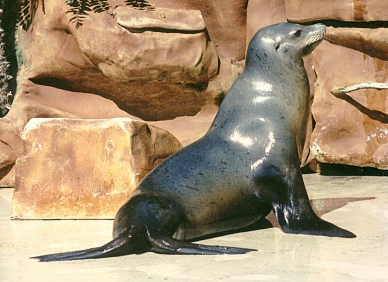 Lobo Marino De California