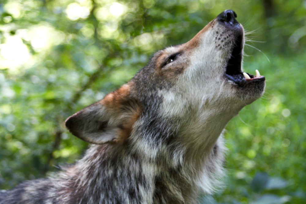 Mexican Wolf Conservation Project (Canis Lupus Baileyi) - México